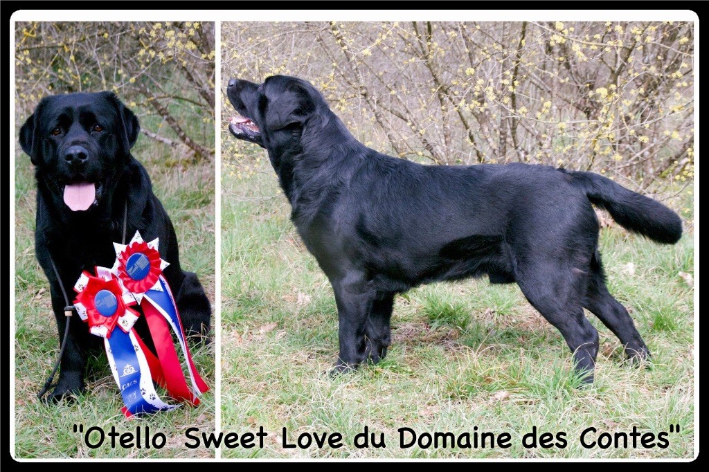 Otello sweet love Du Domaine Des Contes