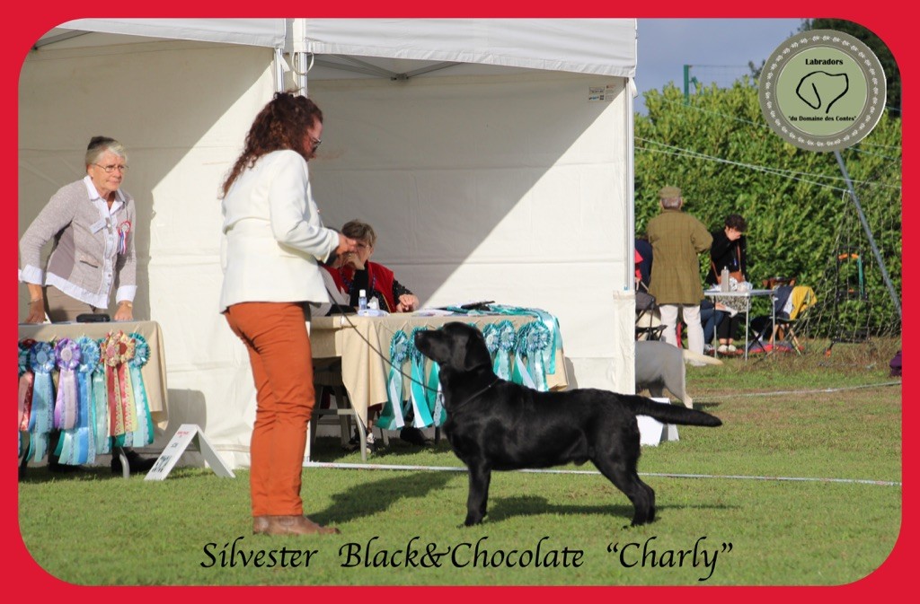 CH. Silvester black & chocolate