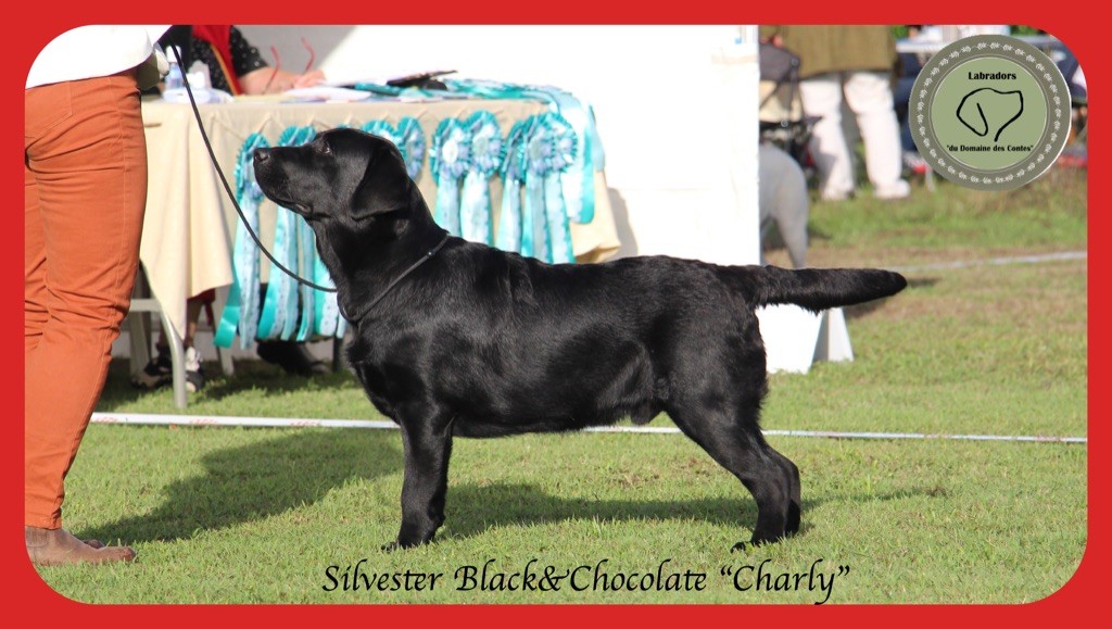 CH. Silvester black & chocolate