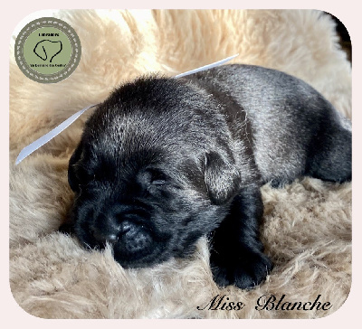 CHIOT 6 BLANCHE