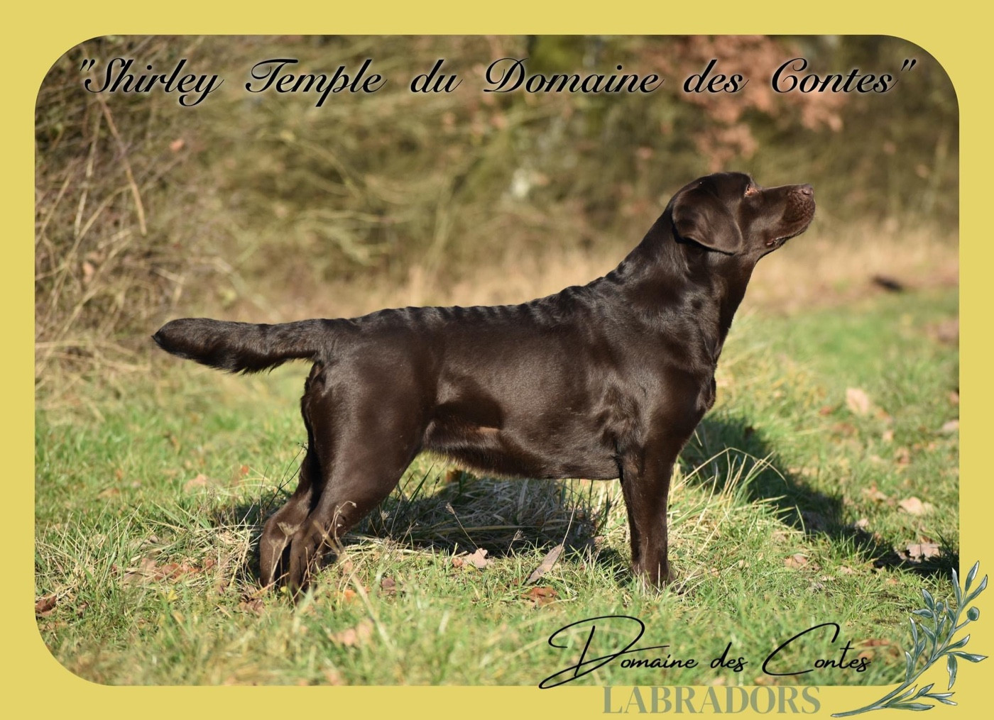 Shirley temple Du Domaine Des Contes